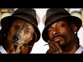 Собаки похожие на кого-то другого 