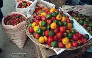 1-AJI CRISTAL
2-AJI CEREZO
3AJI LIMO
4-AJI PINGUITA DE MONO
5-AJI VERDE
6-AJIES SALSEROS
7-AJI CACHO DE CABRA
8-AJIES LIMOS
9-AJI MIRASOL O AJI AMARILLO
10-AJI CHARAPITA
11-AJI MOCHERITO
12-ROCOTOS ANDINOS
13- AJI CEREZO
14-AJI ESTRELLA DE MAR
15-ROCOTO
TODAS LAS VARIEDADES SON ANDINAS