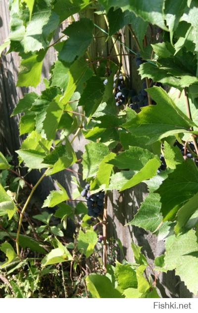 А вот это например мой виноград: 300 км от москвы на север, фотка правда три года назад сделана, сейчас лоза поболее, плюс еще один сорт растет. Буду расширять посадки.