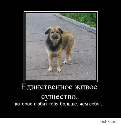 Собака увидела свою хозяйку через 2 года разлуки)