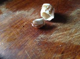 Не разбираюсь в фауне, на днях купили с семейством морской коктейль, ну там в баночке всякие креветки, осьминожки, мидии и  вот что нашлось (ссори за качество фоток) Чем бы это могло быть при жизни?