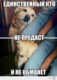 100 самых ценных снимков собак