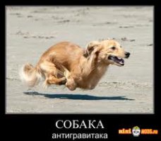 100 самых ценных снимков собак