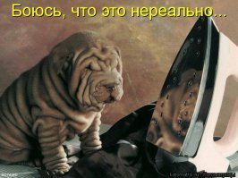 100 самых ценных снимков собак