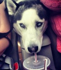 100 самых ценных снимков собак