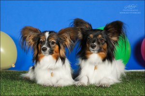 100 самых ценных снимков собак