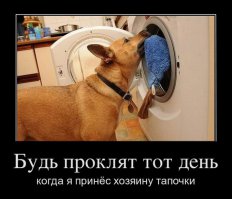 100 самых ценных снимков собак