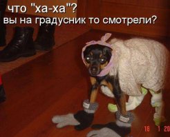 100 самых ценных снимков собак