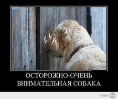 100 самых ценных снимков собак