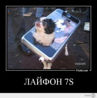 100 самых ценных снимков собак