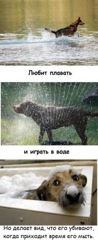 Собаки потерявшие доверие к своим владельцам 