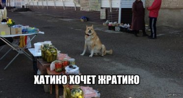 Пес по кличке Дэннис, похудевший на 20 кг