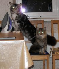 Это мои куны уже 2,5 года, Степка 8 кг