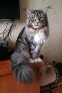 Вот он во всей своей красе. Очень умная и деликатная порода.