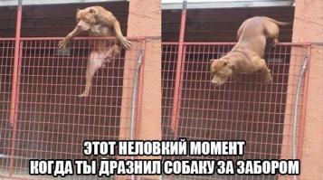 Суровый кавказский кот 