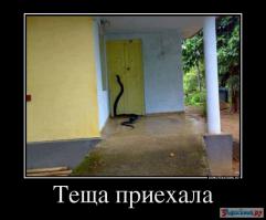 Самые опасные змеи в мире