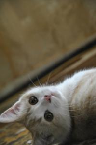 Фотографии наших животных