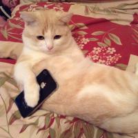 Коты-воришки