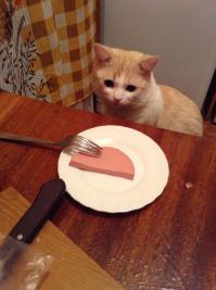 Коты-воришки