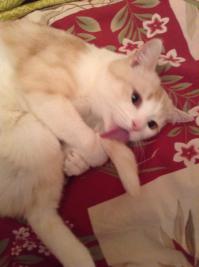 10 признаков кошачьей любви