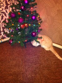 Новогодняя Ёлка 2015