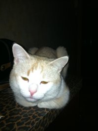 темнота и вспышка...Тоже "монстрик" получился :)