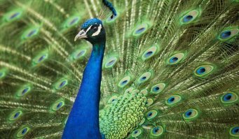 Невероятно красивые животные со всего мира