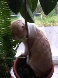 30 кошек, которые обожают спать в горшках для цветов