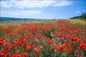 20 мест планеты, где весна особенно заметна