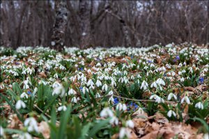 20 мест планеты, где весна особенно заметна