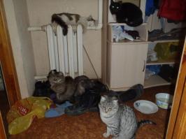 Мои пять хвостов.
В прихожке.
Сидят смирно, думают. в мороз лучше здесь, чем на улице.