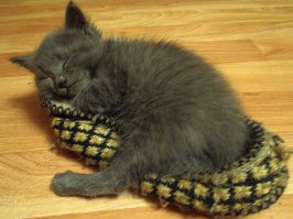 20 кошек, которым действительно нужны выходные