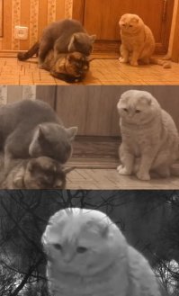 20 кошек, которым действительно нужны выходные