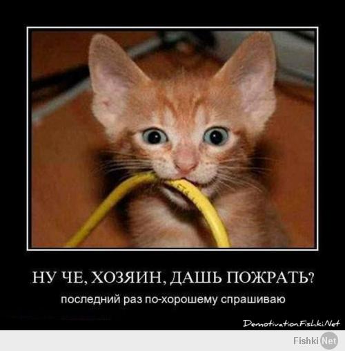 Весёлая котоматрица