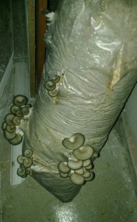 Это мой грибной блок, вторая волна лезет. Я первую что то не фотал, просто съел))