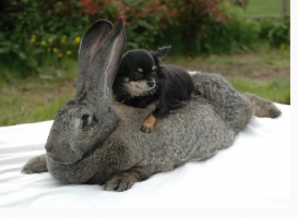 Сегодня уже в солянку выкладывал, но сильно в тему