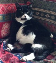 Наш котейка тоже выбрал нас сам. Почти 10 лет назад я сидела на кухне и кушала фаршированный перец. Дверь на улицу у нас была стеклянная и муж заметил кота, сидящего за дверью. Открыли ему дверь и он... зашел! Я дала ему начинку от перца. Съев все он улегся спать. Утром следующего дня мы выпустили его на задний двор. Он вышел и перепрыгнул через забор. Тогда мы подумали, что все, не вернется наш гость, но сделав все свои "дела" у соседей, он вернулся к нам, поел и улегся опять спать. С тех пор он живет с нами, тоже очень ласковый, никогда не будит по утрам, терпит ВСЕ от детей, долгое время таскал нам подарки в виде мышей и делает свои "дела" исключительно у соседей :)