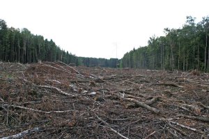 А вот так уничтожался лес под строительство платной дороги: