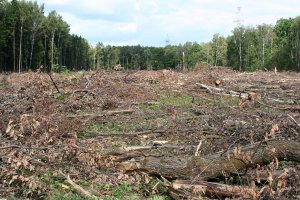 А вот так уничтожался лес под строительство платной дороги: