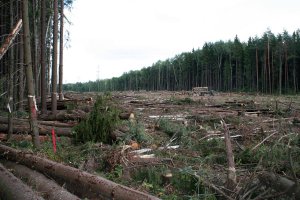 А вот так уничтожался лес под строительство платной дороги: