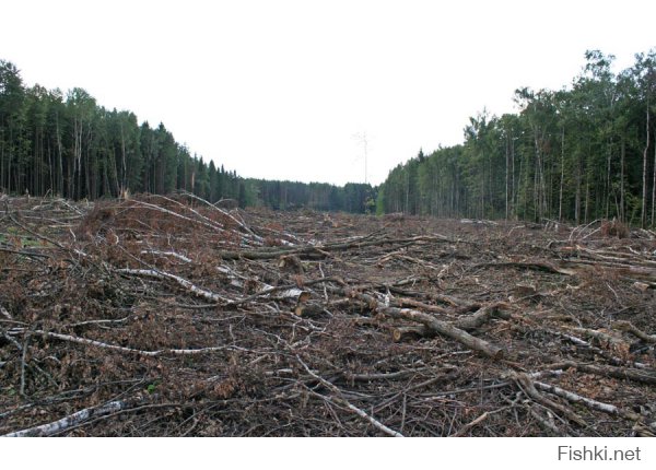 А вот так уничтожался лес под строительство платной дороги: