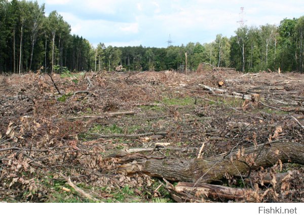 А вот так уничтожался лес под строительство платной дороги: