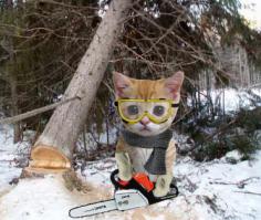 Кошачий зов