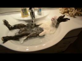 Насчёт того, что кроликов нельзя купать и у них будет шок

У этого точно шок.