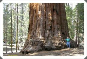 гигантская секвойя

это дерево уже росло, когда ещё не было в проекте Иисуса.