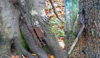 Пуля в полене