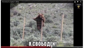 Веселые животные
