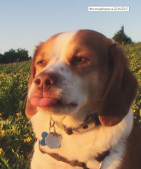 Хозяин - сука, так тебе и надо!