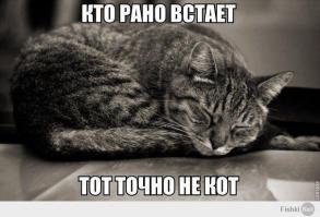 Коты помощники 