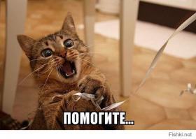 Коты-воришки